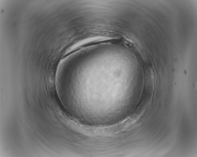 X0000068320040200604241350
