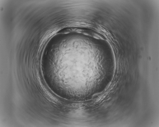 X0000068320049200604241349