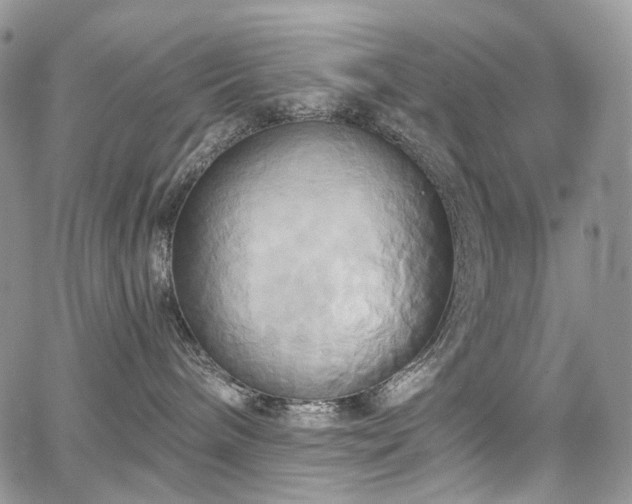X0000068320240200604241346