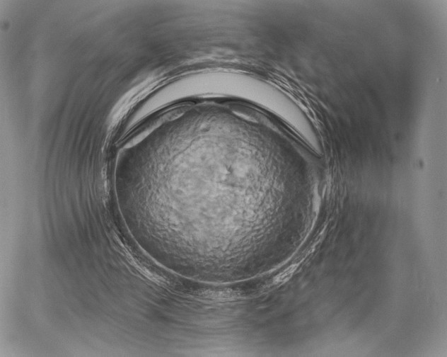 X0000068320245200604241346