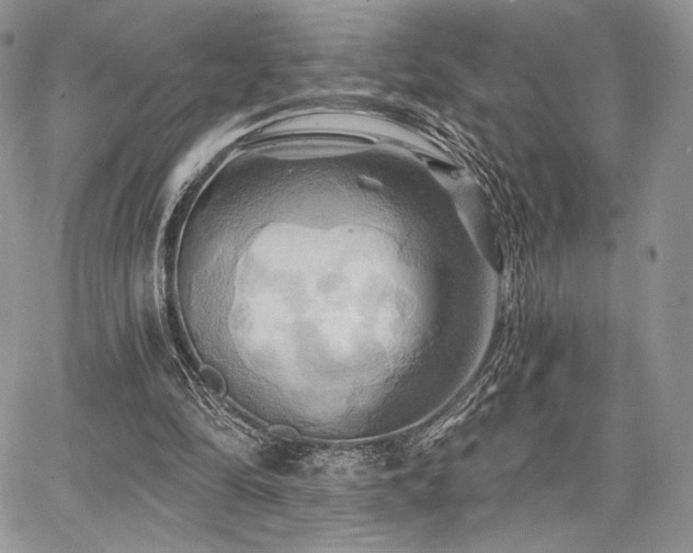 X0000068320294200604241345