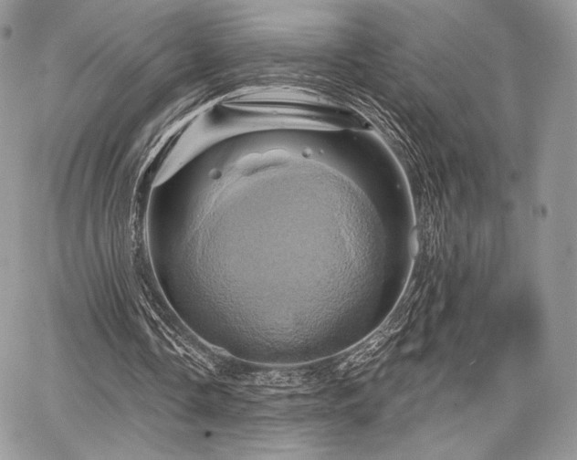 X0000068320338200604241344