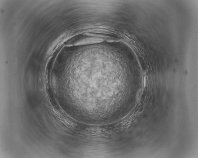 X0000068320339200604241344