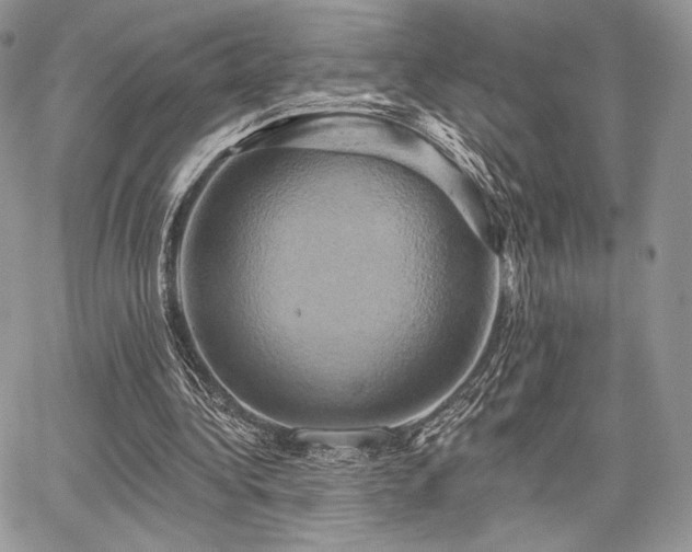 X0000068320340200604241344