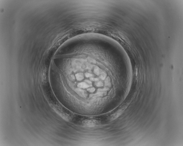 X0000068320408200604241344