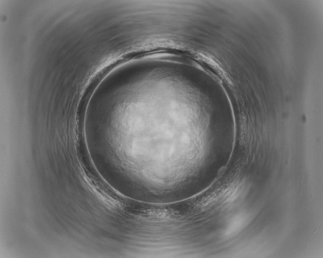 X0000068320439200604241342