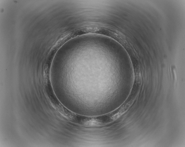 X0000068320460200604241343
