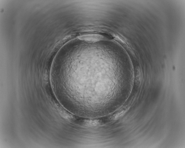 X0000068320469200604241343