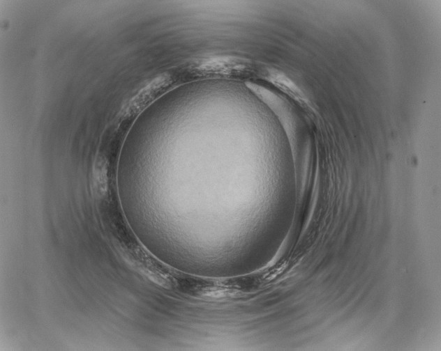 X0000068320504200604241342