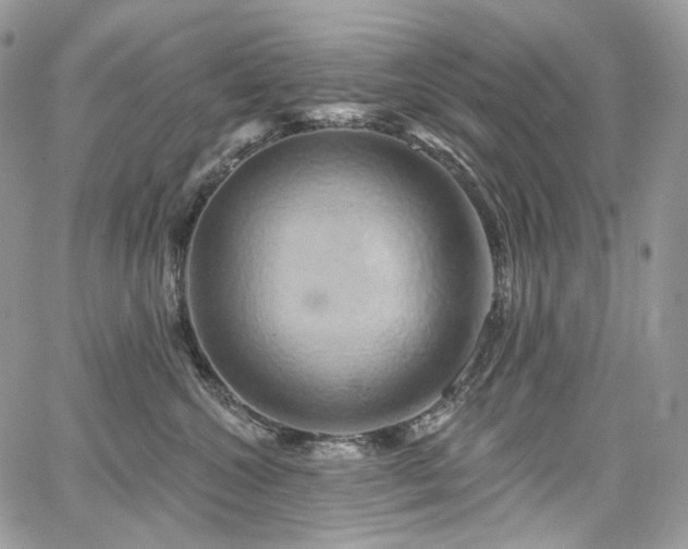 X0000068320572200604241342