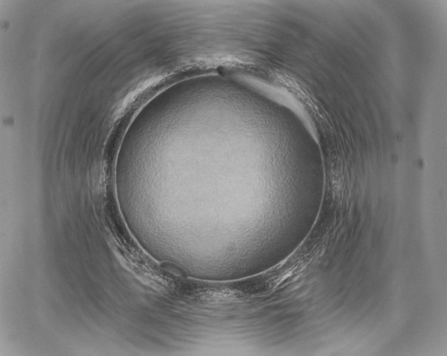 X0000068320583200604241341