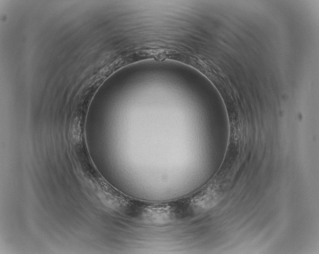 X0000068320606200604241340