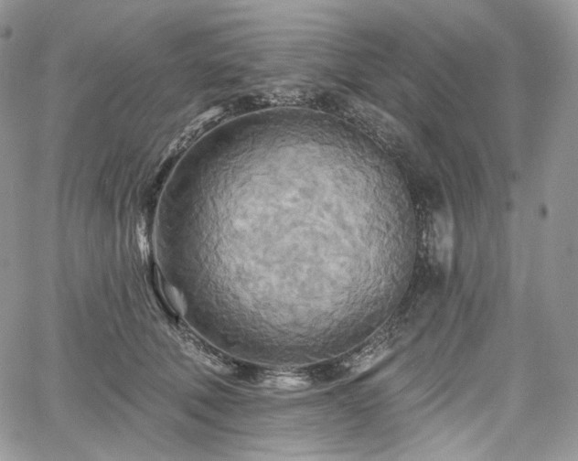 X0000068320610200604241340