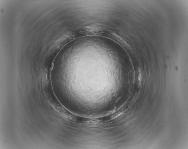 X0000068320615200604241340
