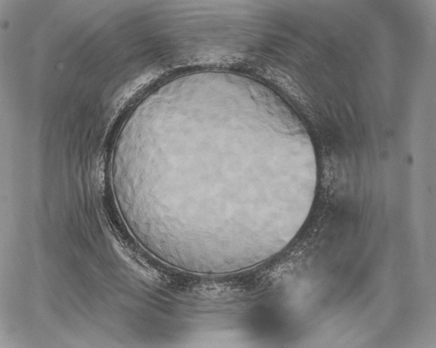 X0000068320632200604241339