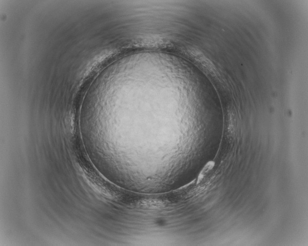 X0000068320636200604241339