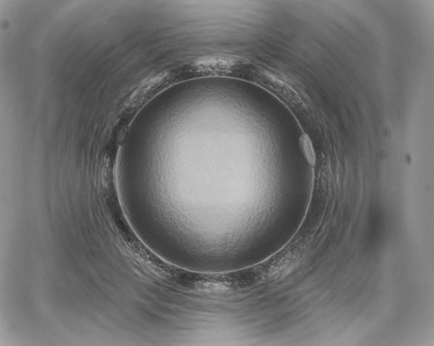 X0000068320649200604241340