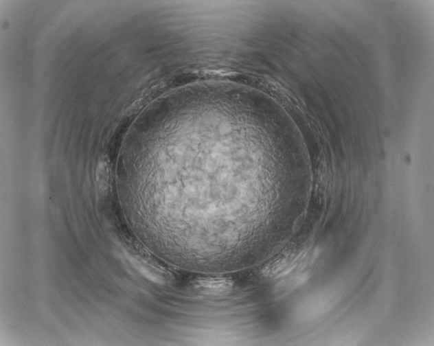 X0000068320659200604241340