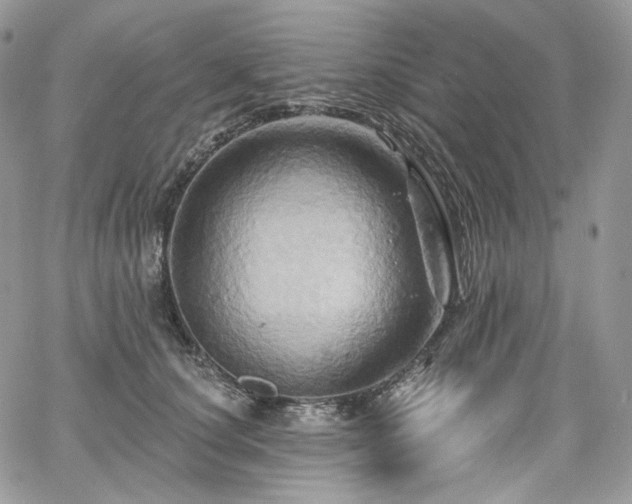 X0000068320660200604241340