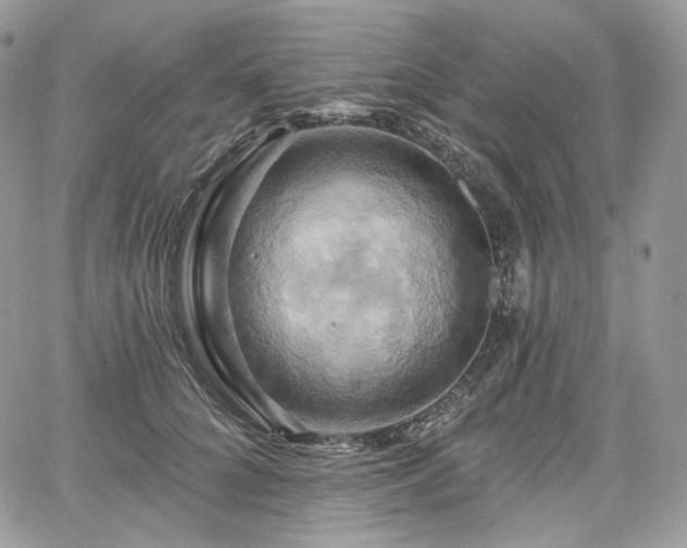 X0000068320704200604241339