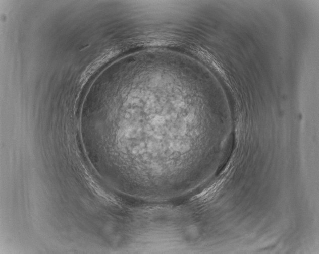 X0000068320721200604241338