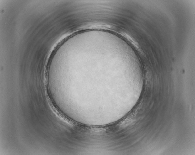 X0000068320848200604241336