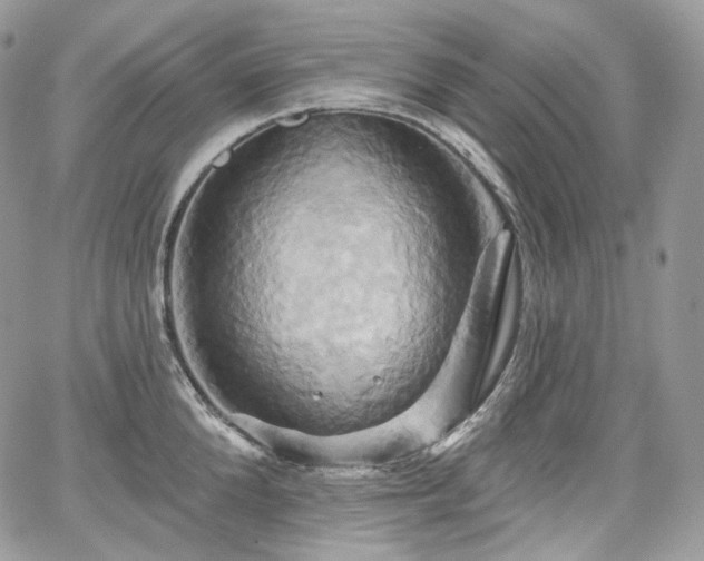 X0000068320904200604241335