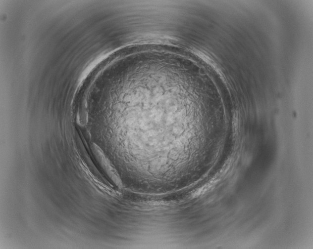 X0000068320925200604241335