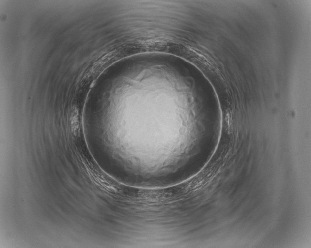 X0000068320963200604241334