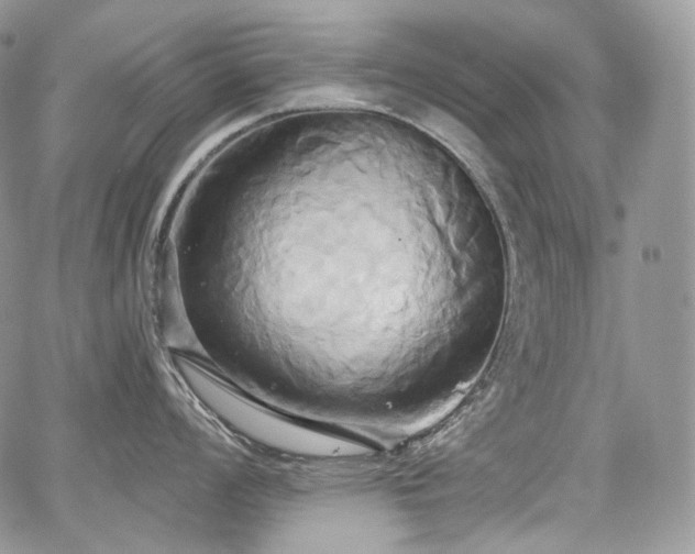 X0000068321008200604241334