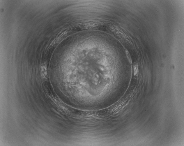 X0000068321011200604241333