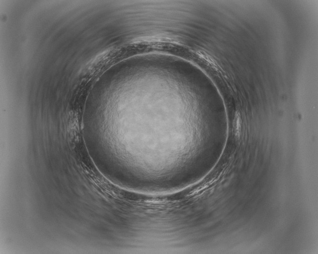 X0000068321062200604241333