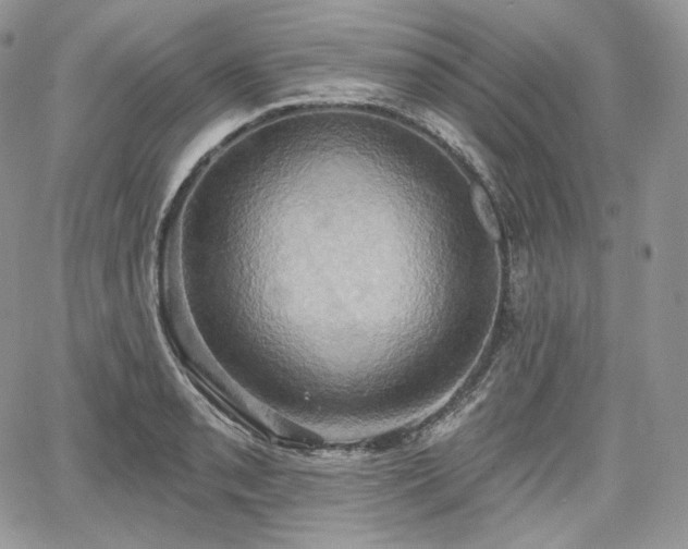 X0000068321085200604241332