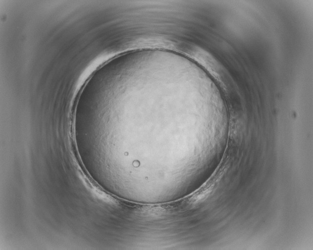 X0000068321094200604241332