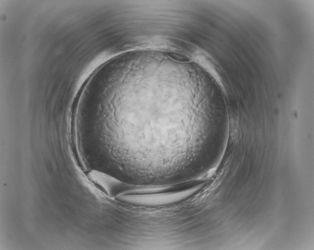 X0000068321099200604241332
