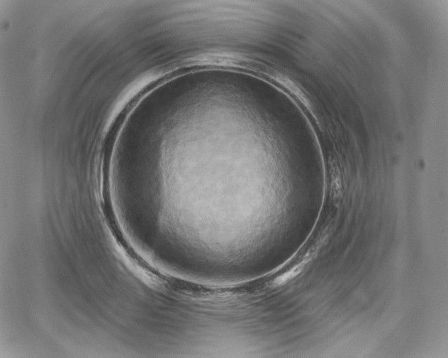 X0000068321131200604241332