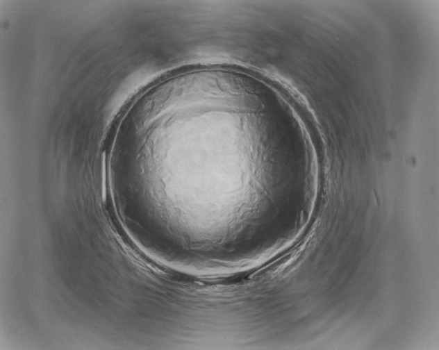 X0000068321175200604241331