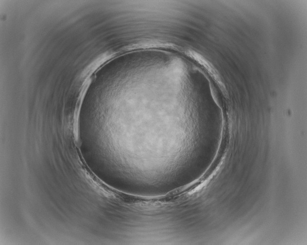 X0000068321185200604241331