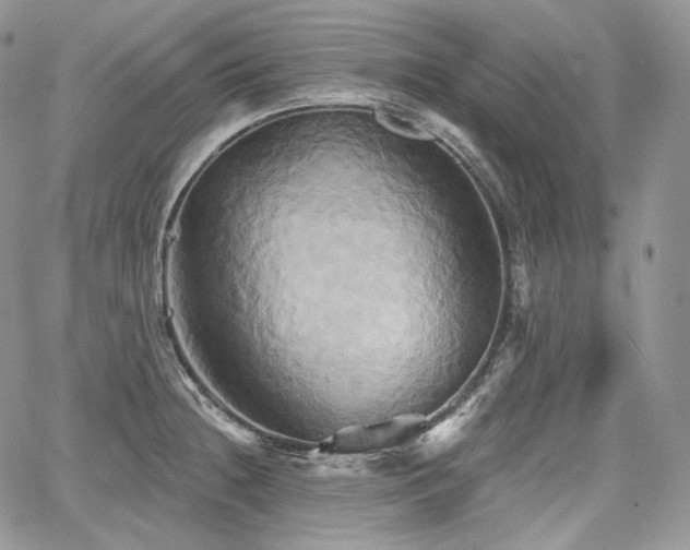 X0000068321236200604241330