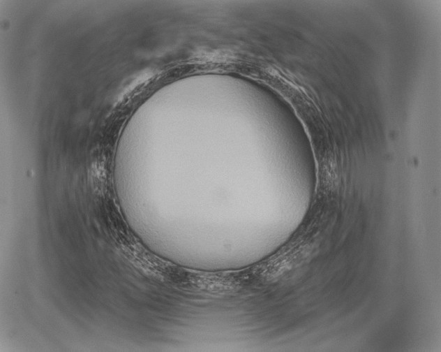 X0000068321254200604241329