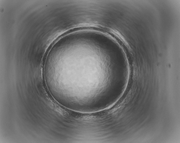 X0000068321268200604241329
