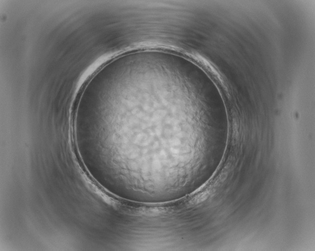 X0000068321286200604241329