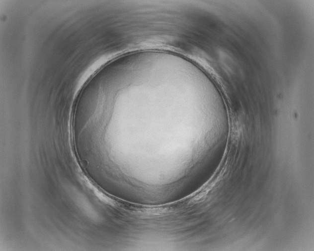 X0000068321294200604241329