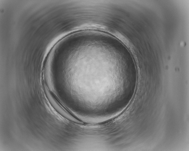 X0000068321296200604241329