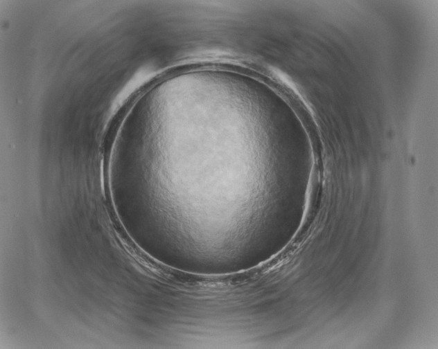 X0000068321320200604241328