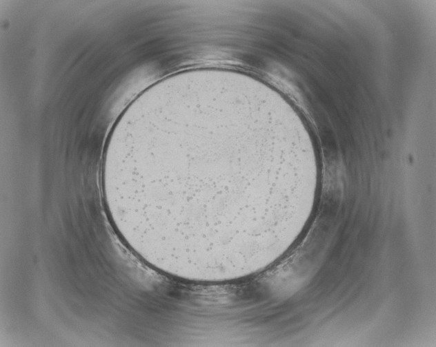 X0000068321338200604241329