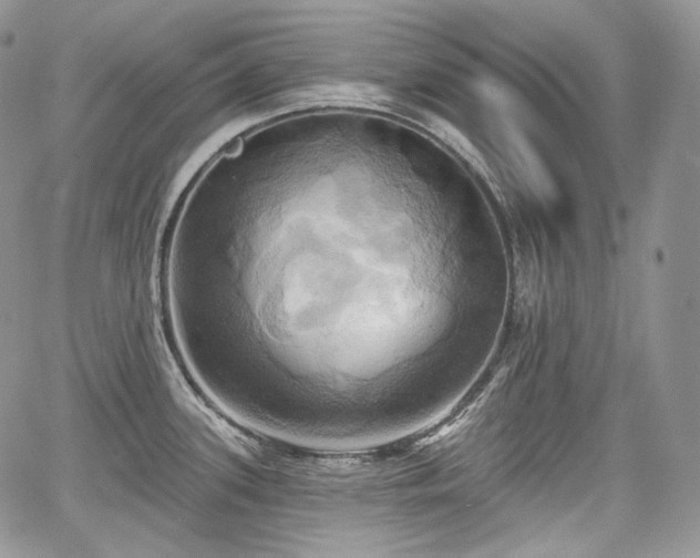 X0000068321339200604241329