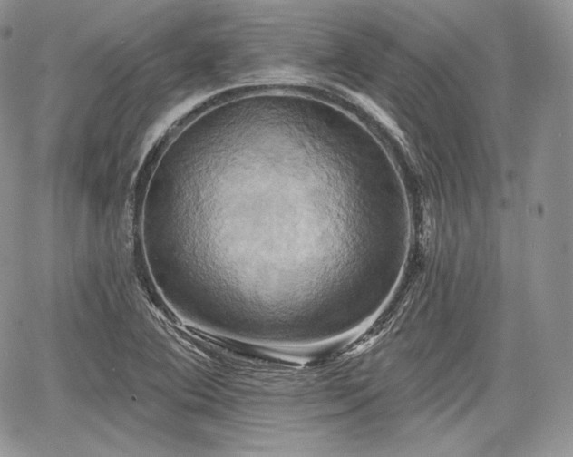 X0000068321364200604241328