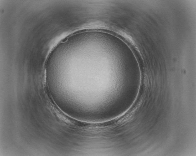 X0000068321366200604241327