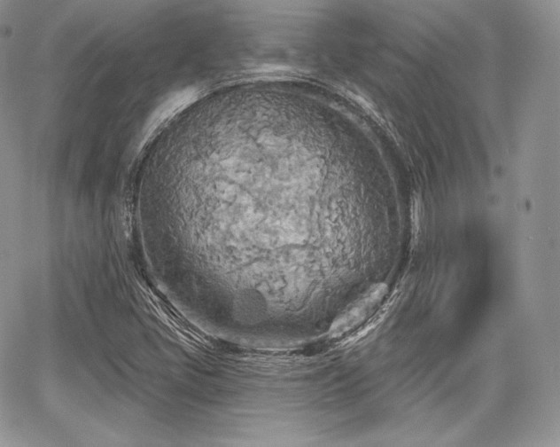 X0000068321405200604241326